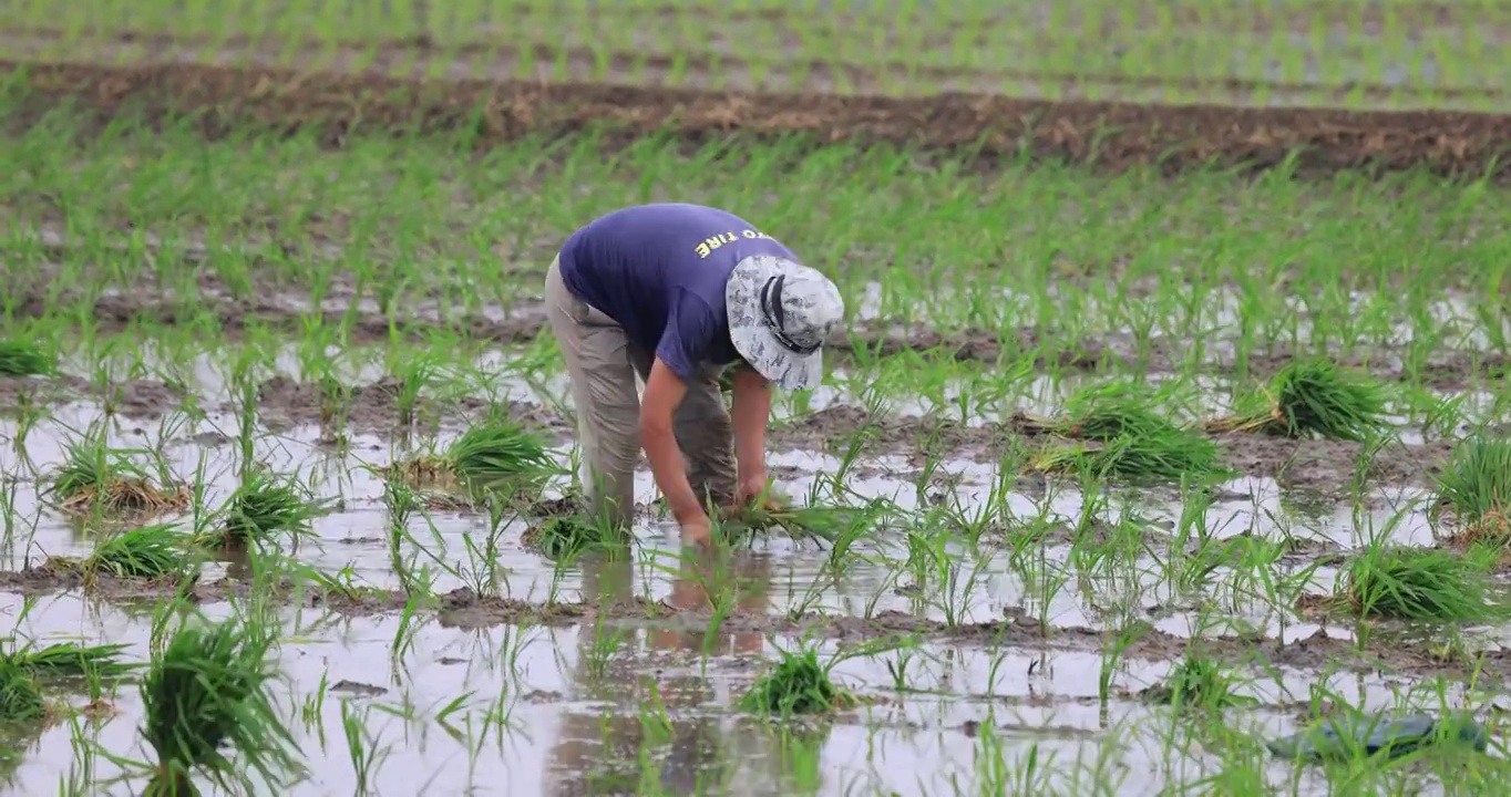 水稻人工种植视频下载