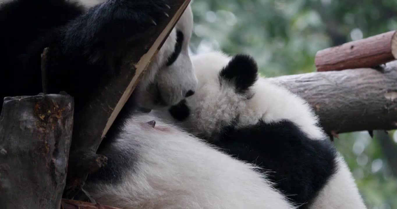 大熊猫妈妈给幼年大熊猫喂食视频下载