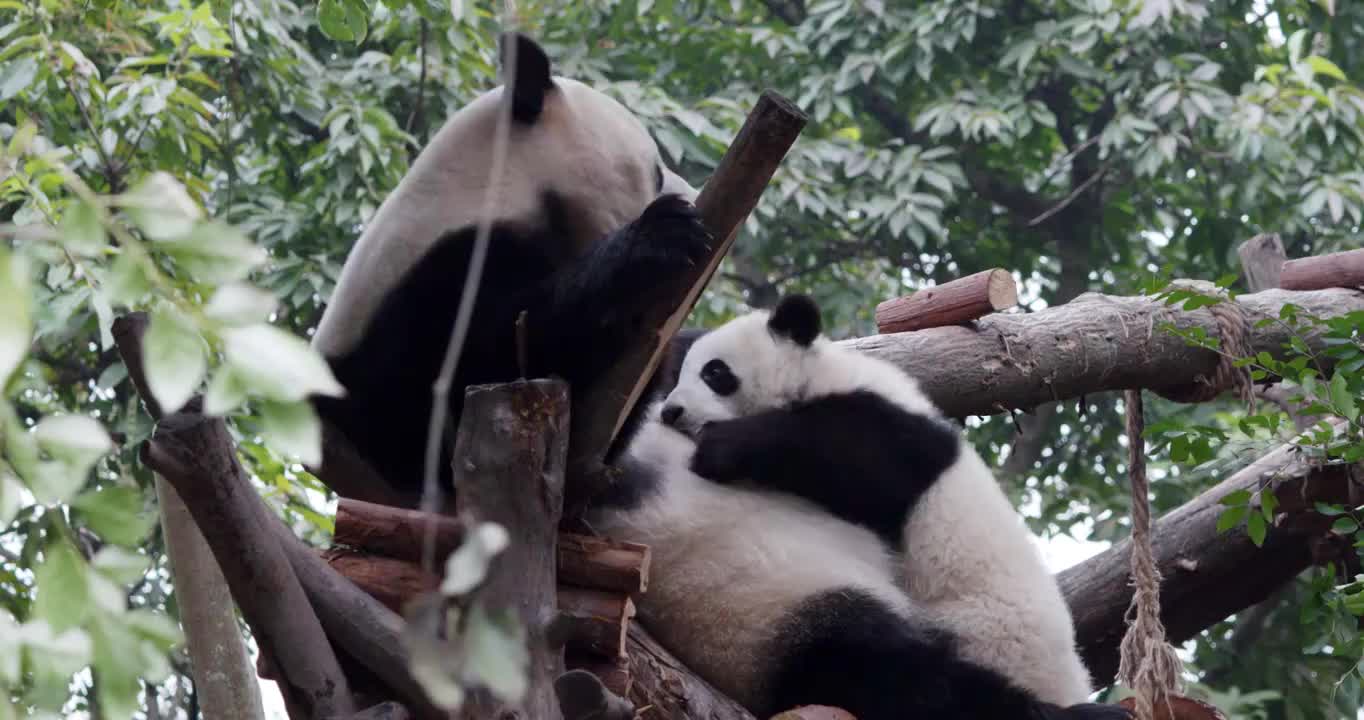 大熊猫妈妈给幼年大熊猫喂食视频下载