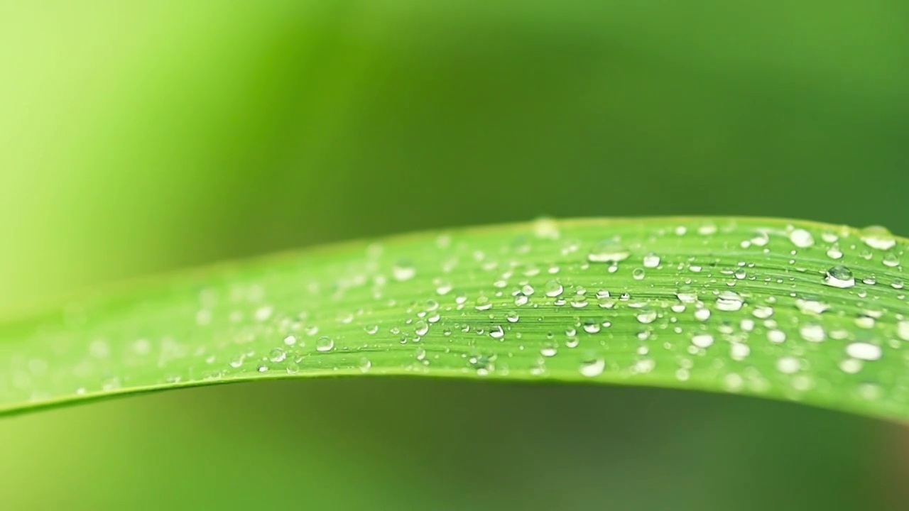 绿色植物的叶片上细小水珠的姿态视频素材
