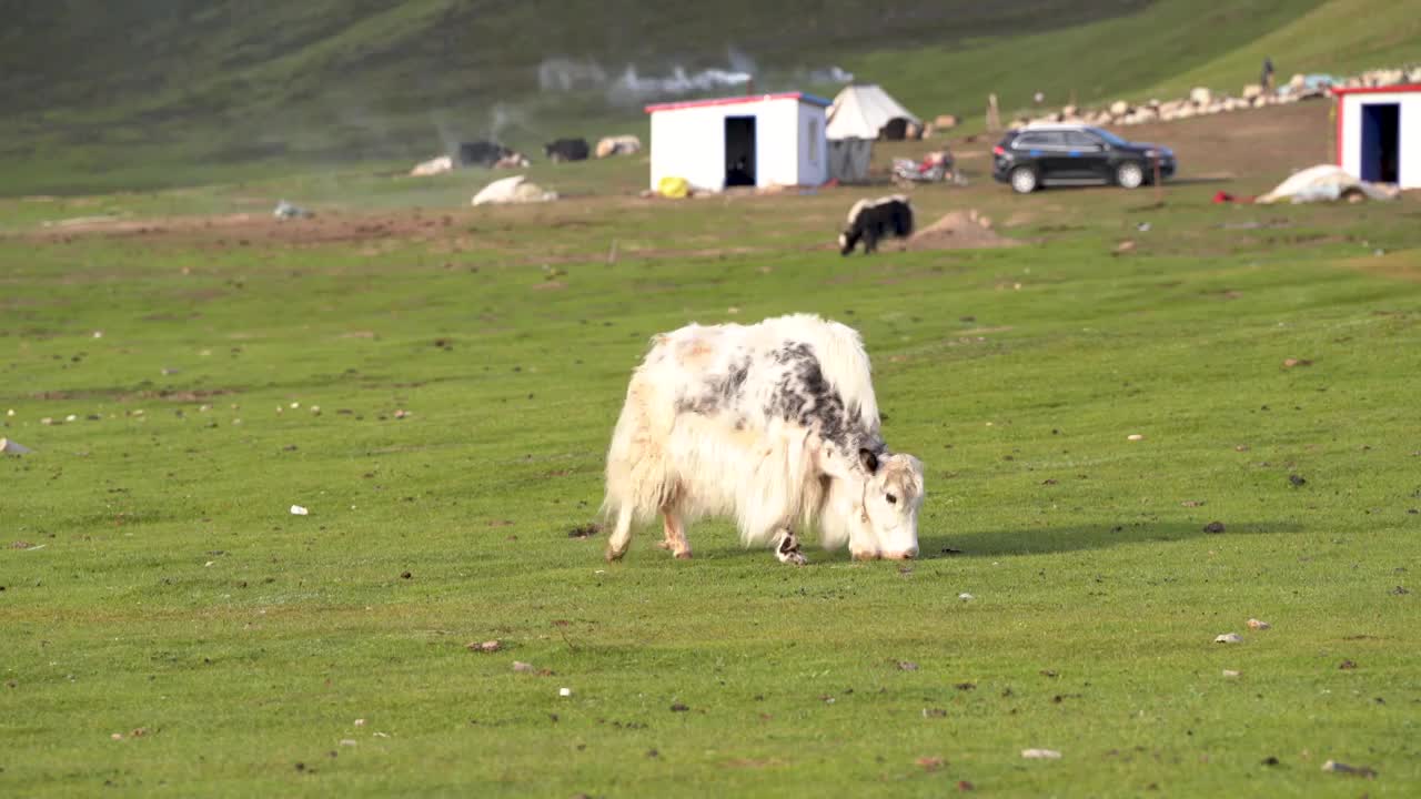 青藏高原上吃草的牦牛视频下载