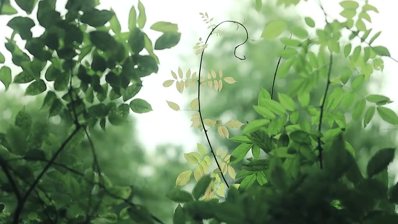 逆光的墙头上，一根造型独特的植物枝条视频素材