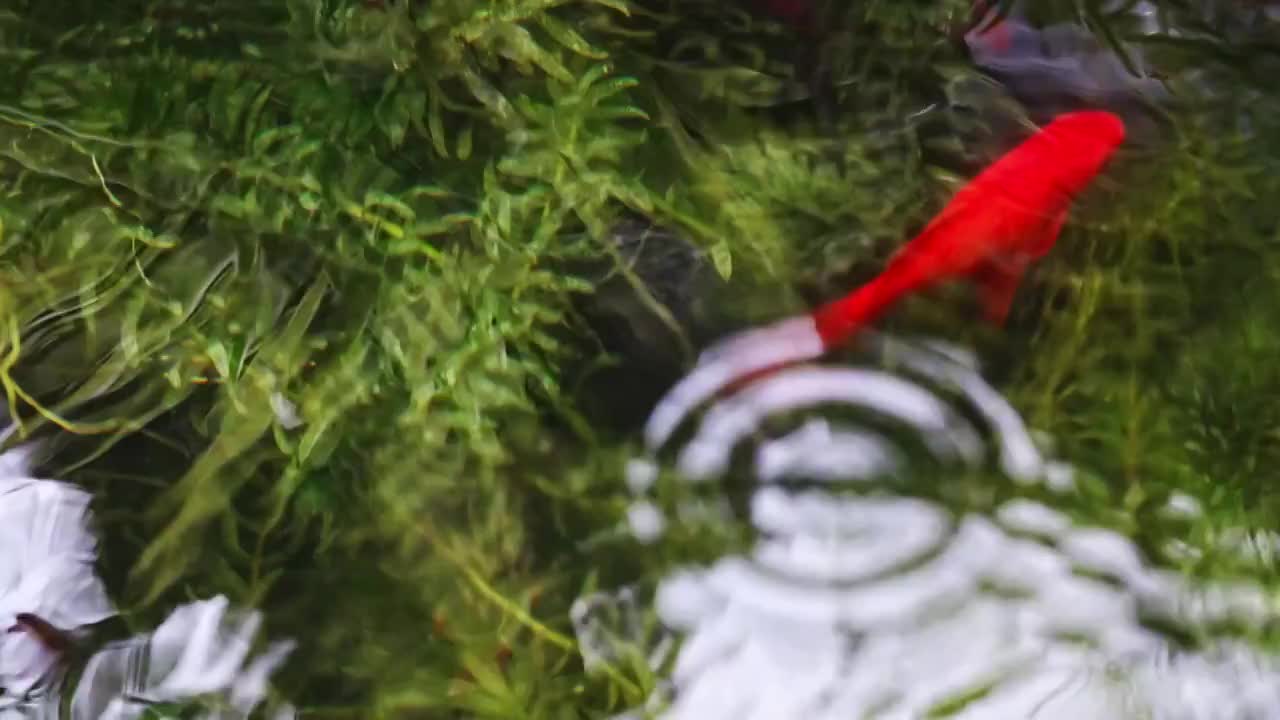 池塘中的锦鲤游动视频下载