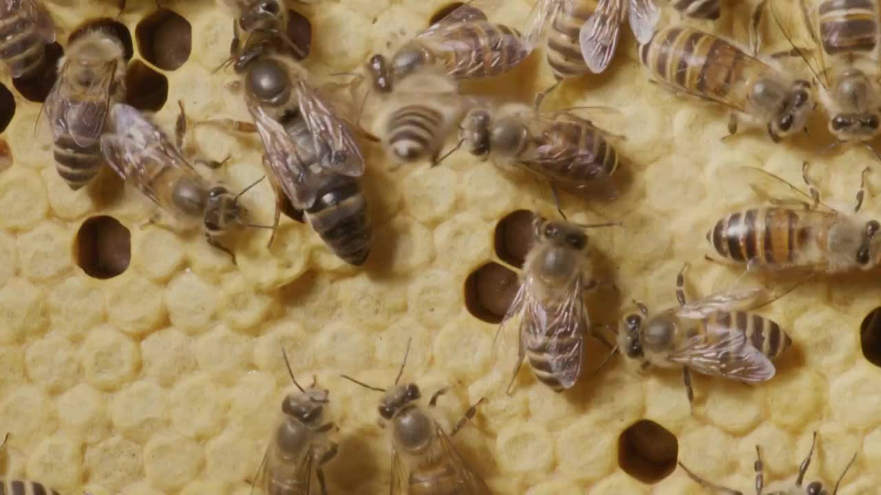 蜜蜂在蜂巢里忙碌特写视频下载
