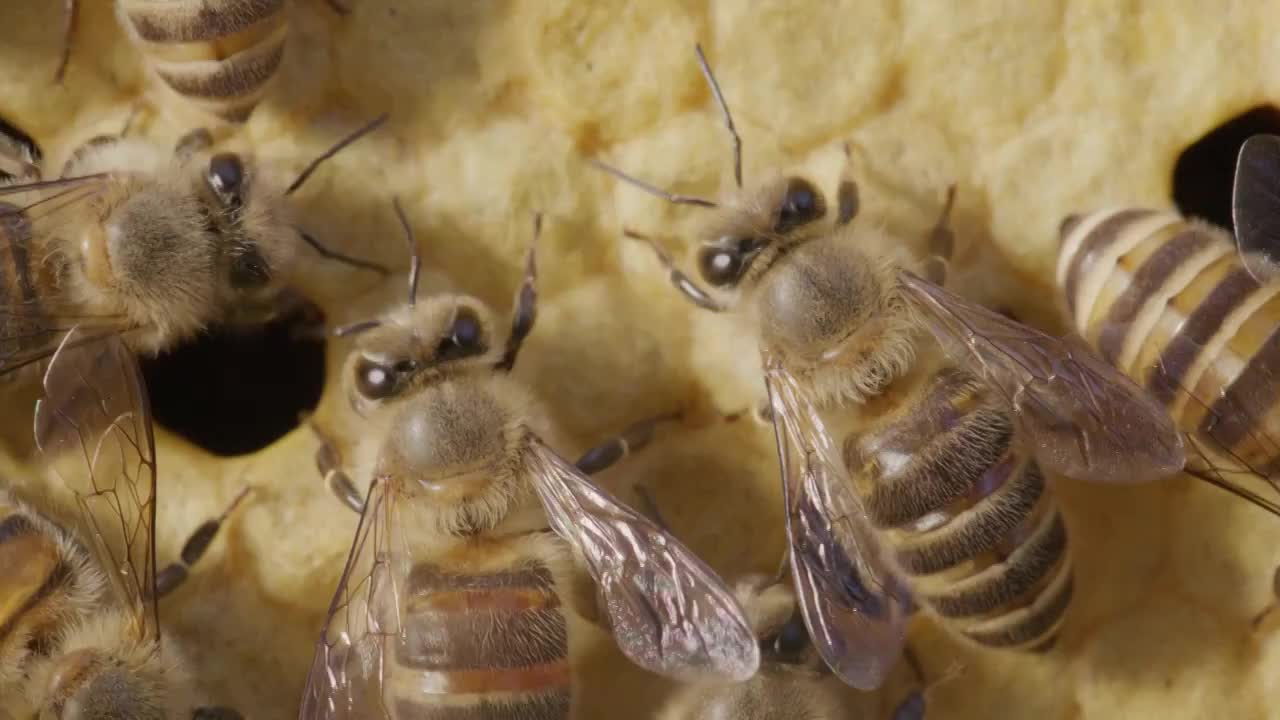 蜜蜂在蜂巢里忙碌特写视频素材