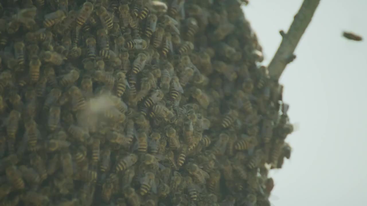 成群的蜜蜂视频素材