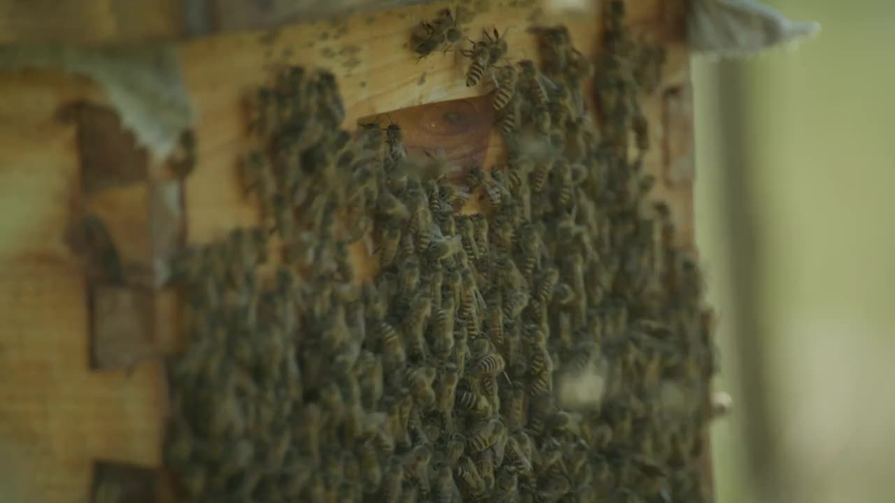 蜂箱外成群的蜜蜂飞舞视频素材