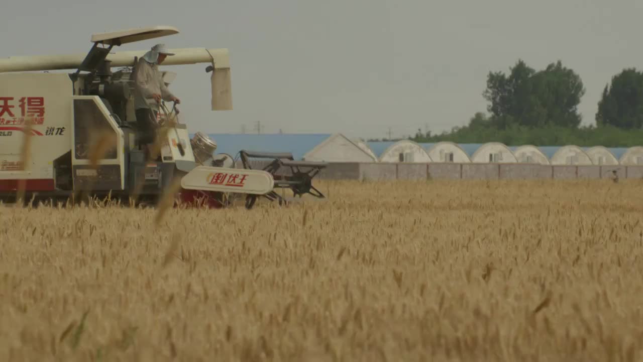 水稻的机械化收割视频下载