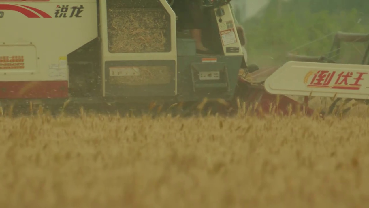 水稻的机械化收割视频下载