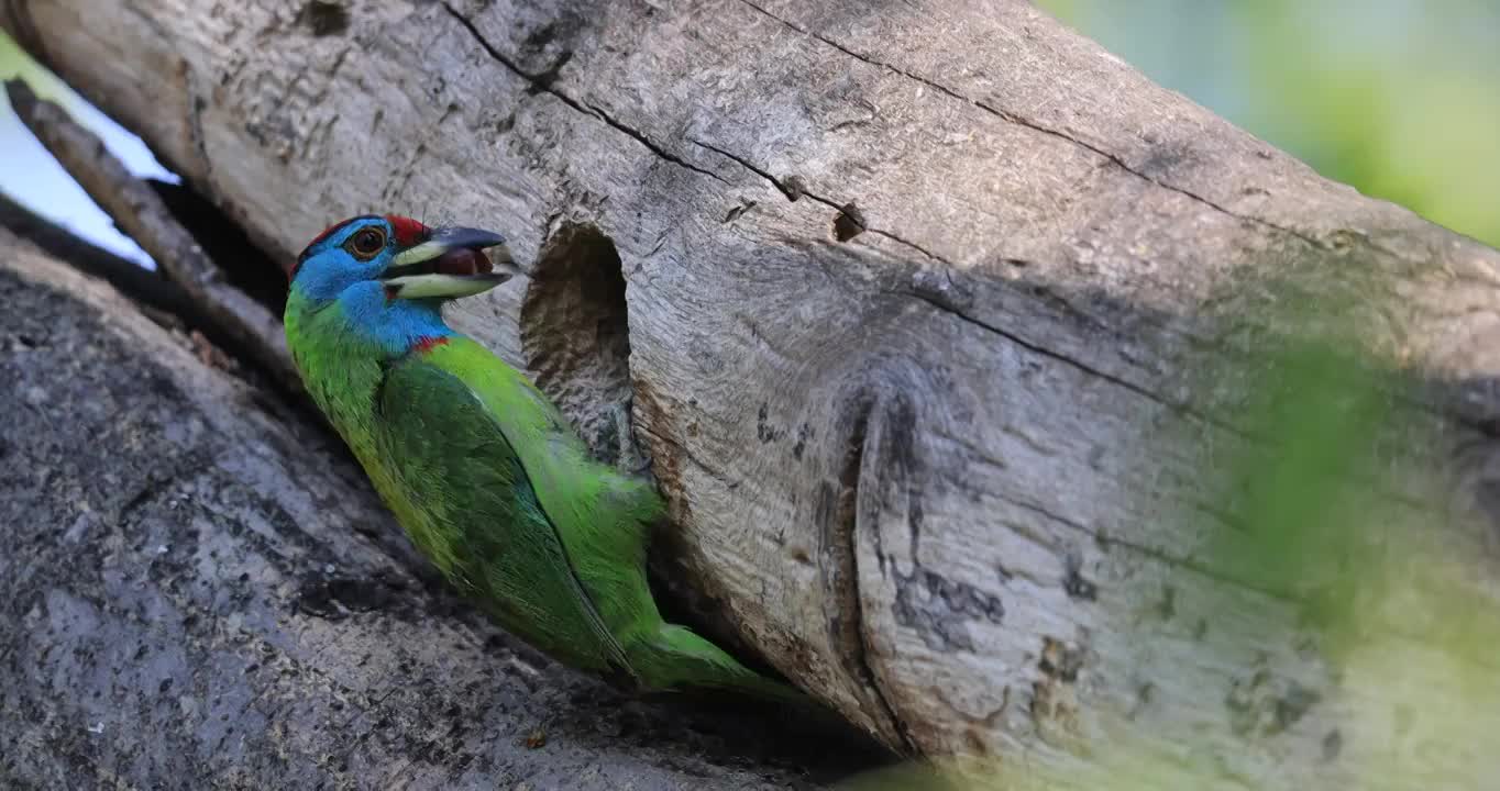 蓝喉拟啄木鸟衔食物进巢并衔着幼鸟粪便离巢视频下载