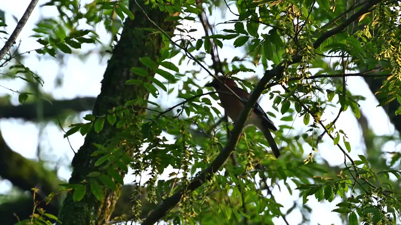 林中飞行的小鸟视频素材