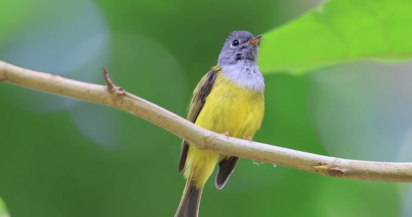 黄色小鸟在枝头梳理羽毛视频下载
