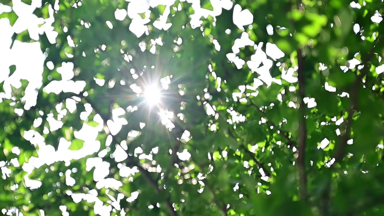 夏日阳光透过树叶逆光照射下来视频素材