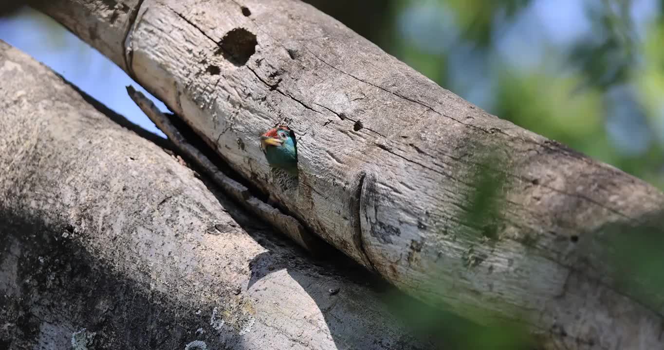色彩艳丽的母鸟喂食洞中幼鸟视频下载