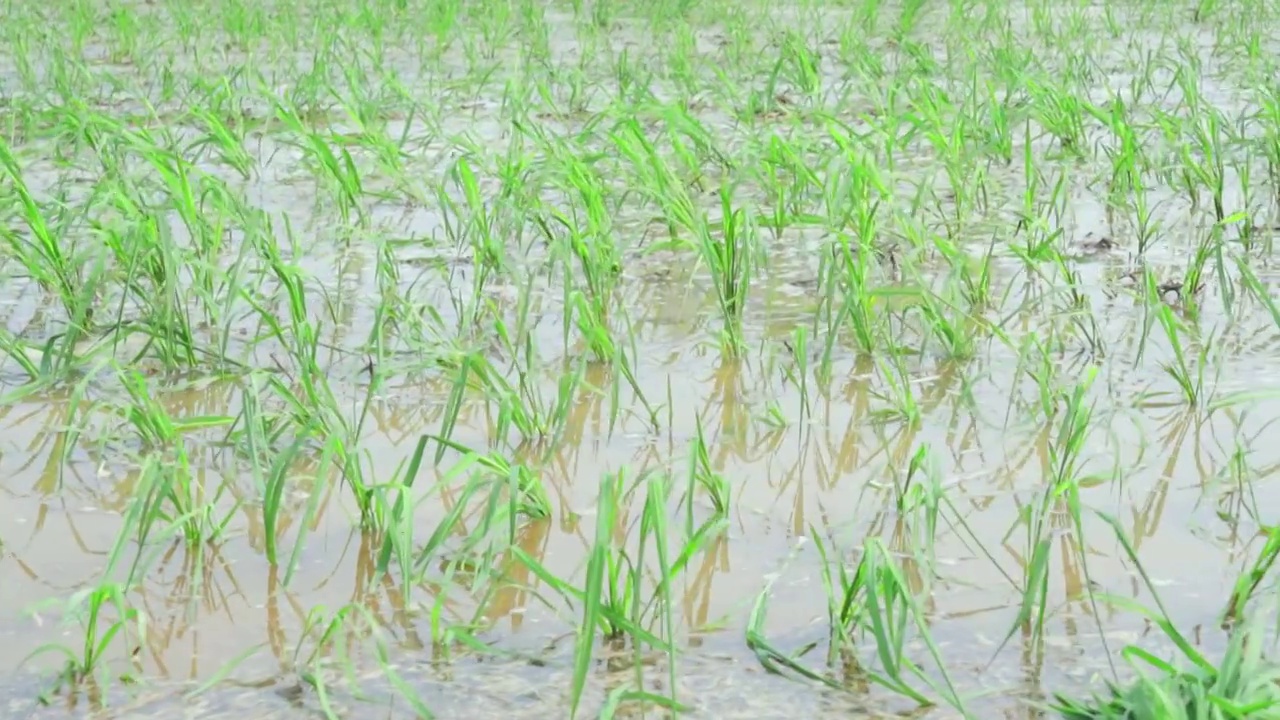 水稻秧苗视频素材