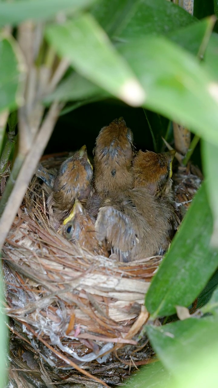 凤尾竹丛里的棕头鸦雀雏鸟争食过程视频下载