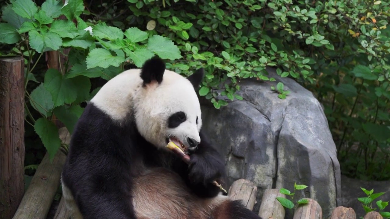 可爱的大熊猫正在津津有味的吃着竹笋 享受美味视频素材