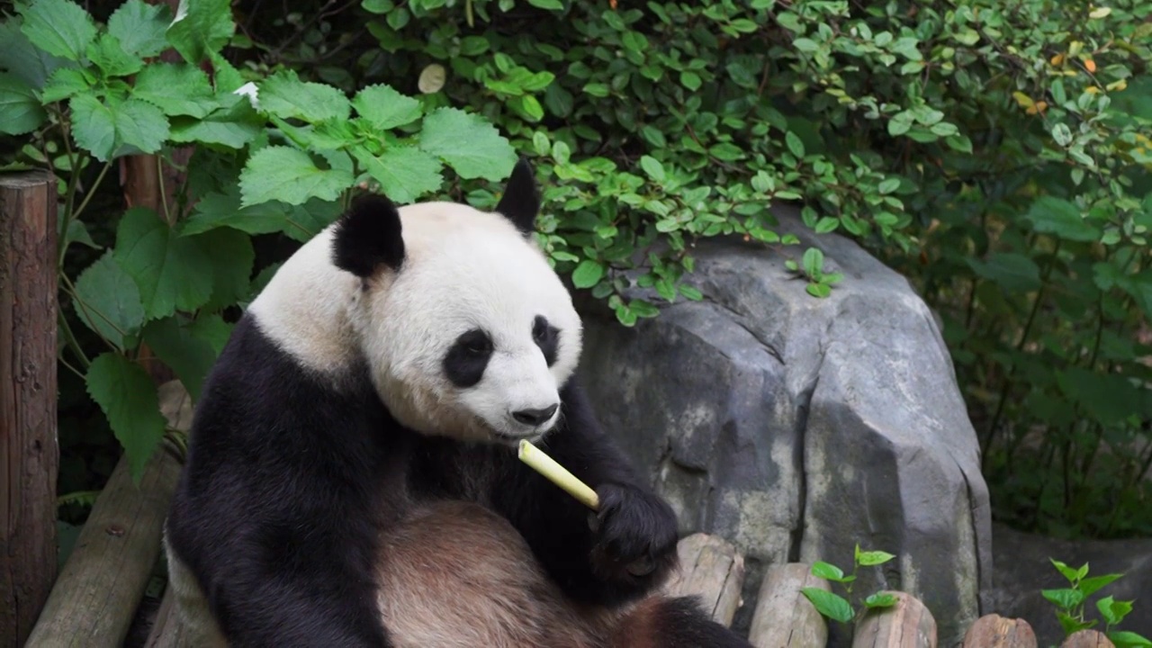 可爱的大熊猫正在津津有味的吃着竹笋 享受美味视频下载
