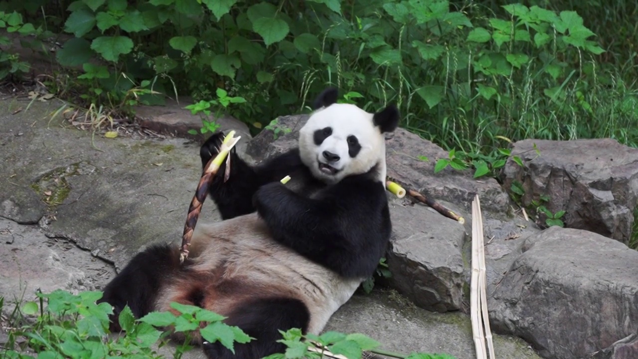可爱的大熊猫正在津津有味的吃着竹笋 享受美味视频素材