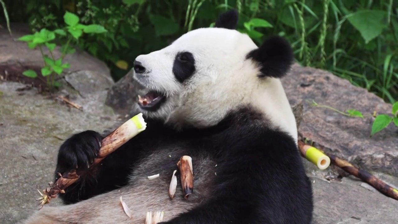 可爱的大熊猫正在津津有味的吃着竹笋 享受美味视频下载