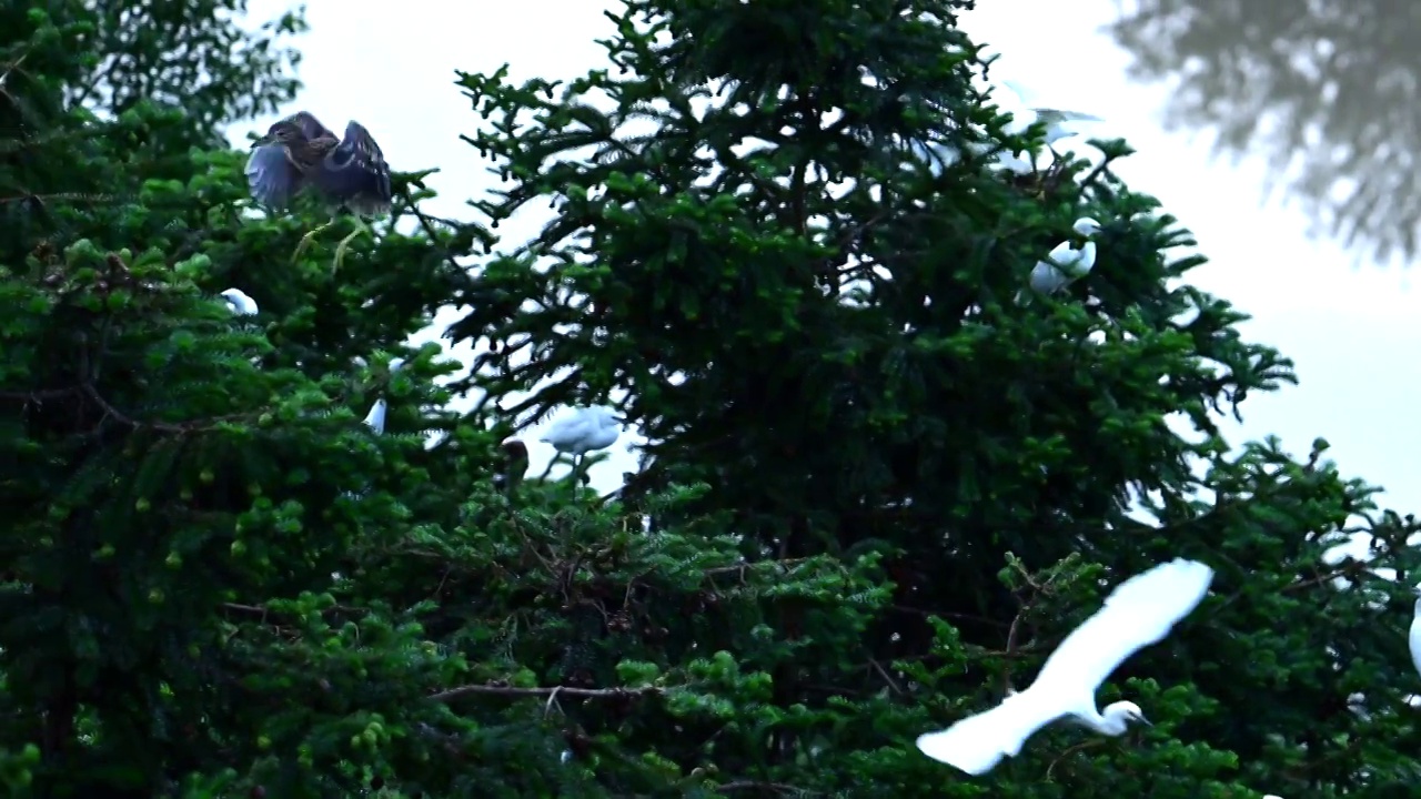 白鹭栖息地视频素材