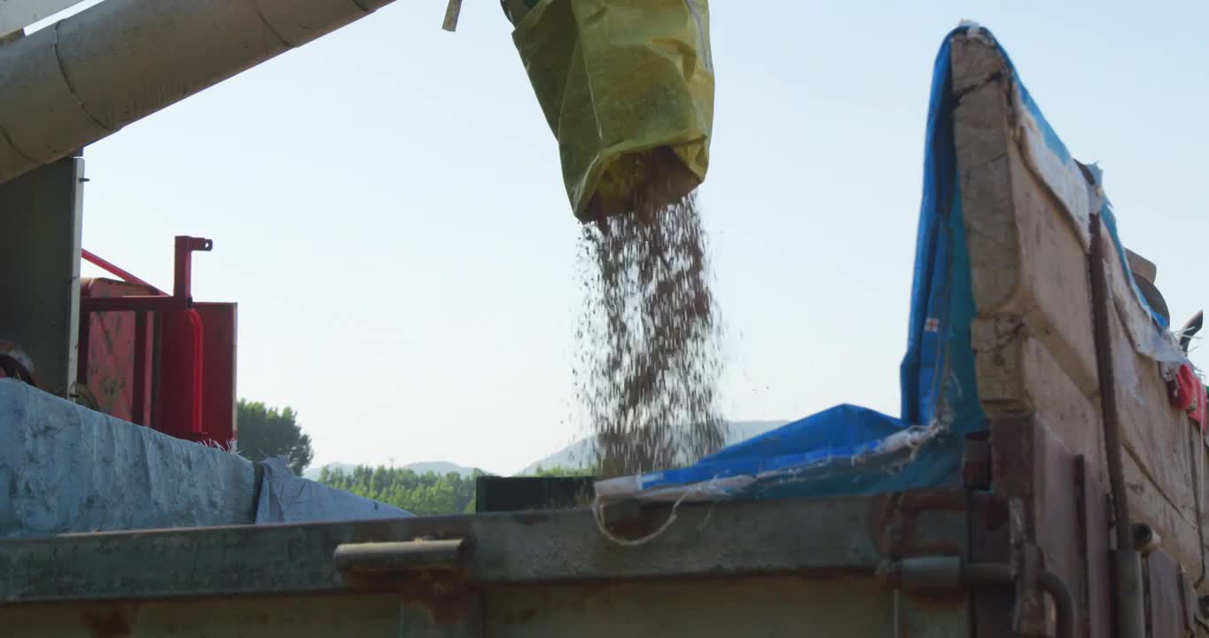 芒种麦田收割机收割小麦视频下载