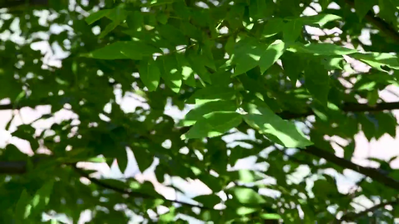 阳光下的梨子树视频素材