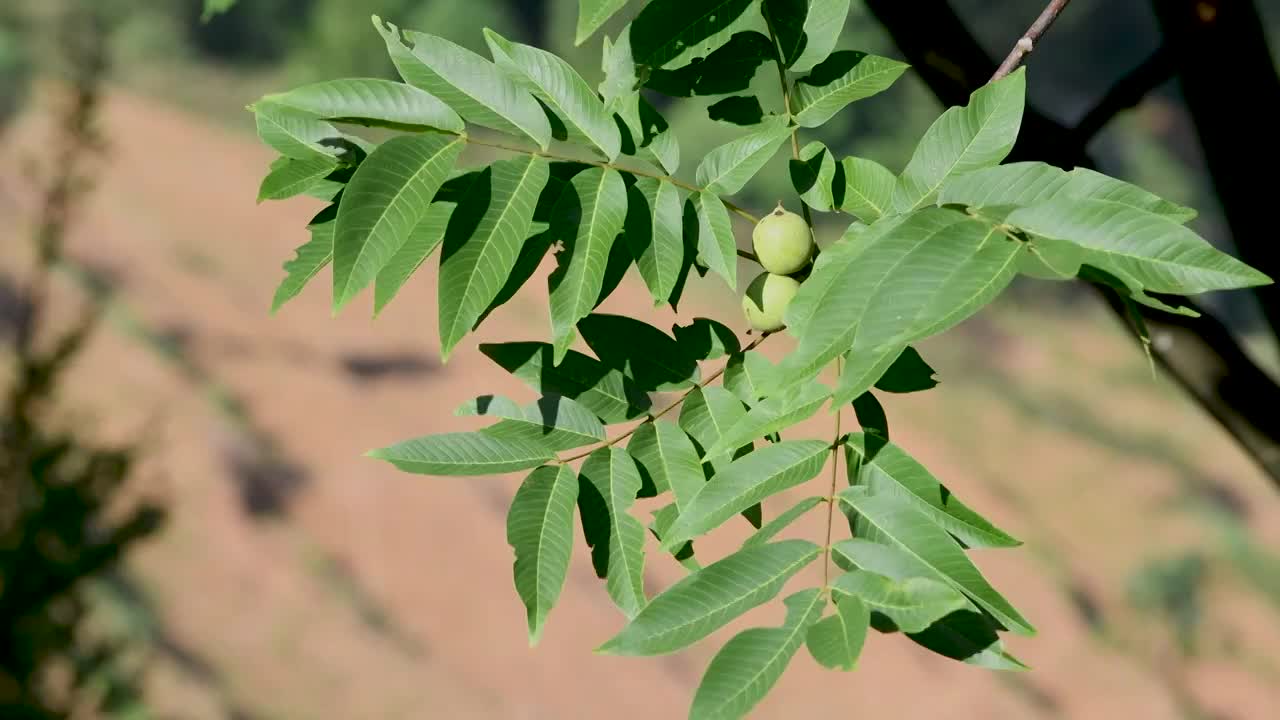 阳光下的梨子树视频素材