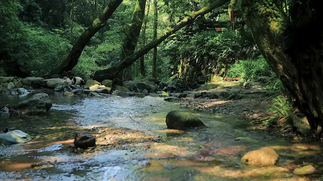 一条狗从森林的溪流石块上跳跃跨过视频下载
