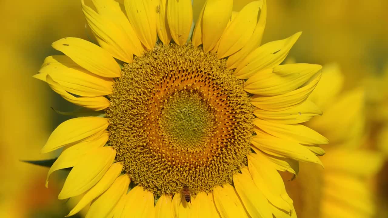 夏日盛开的向日葵和小蜜蜂视频下载