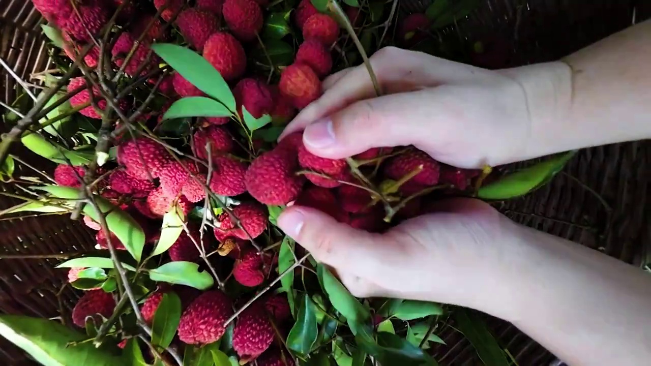 农民劳动者手捧新鲜采摘的新鲜荔枝水果背景视频下载