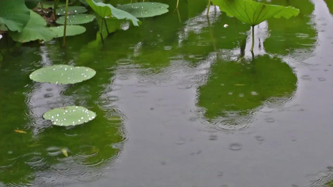 雨中的荷花池塘之荷叶视频下载