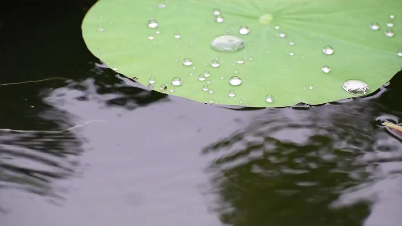 雨中的荷花池塘之荷叶视频下载
