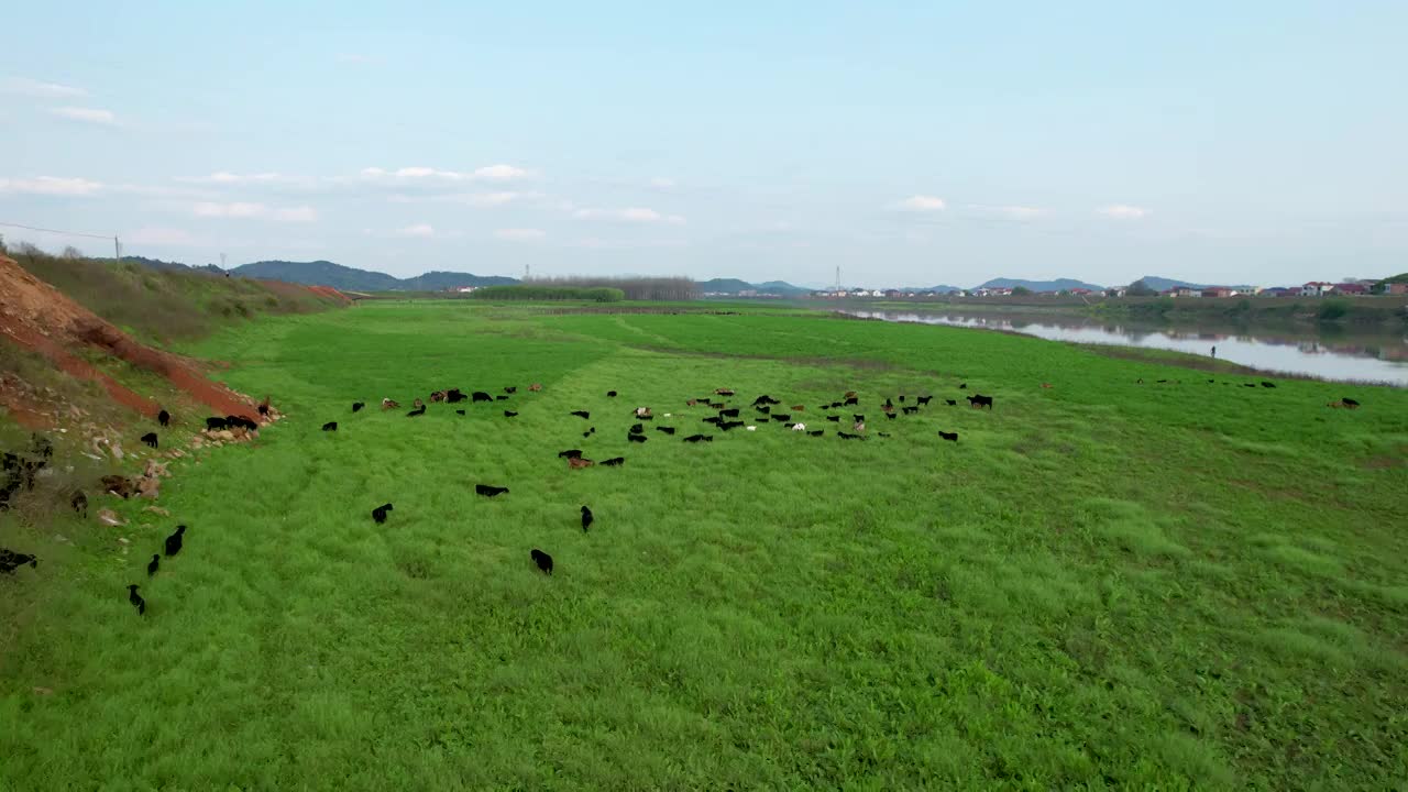 航拍草原湿地上吃草的羊群视频素材