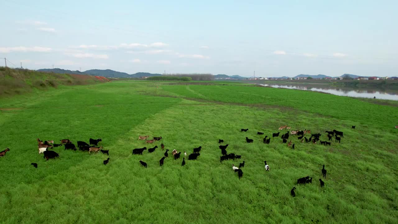 航拍草原湿地上吃草的羊群视频素材