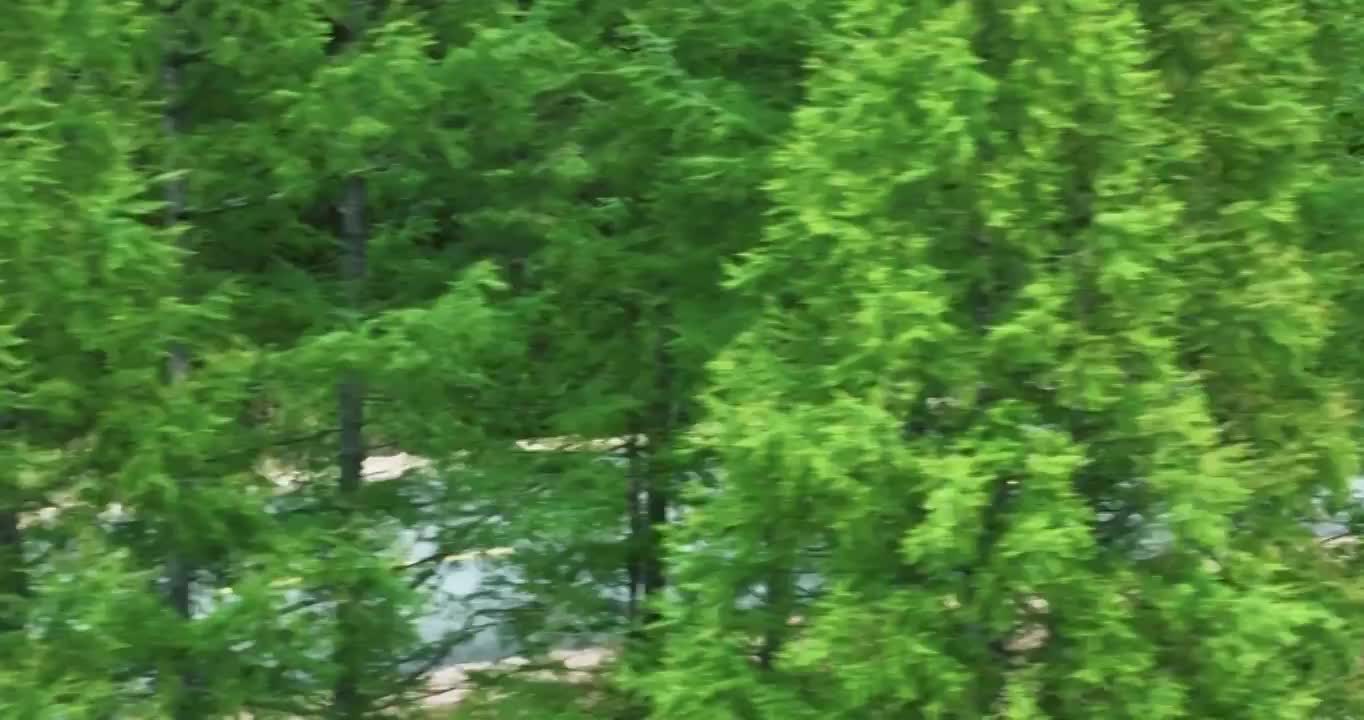 摩托车在森林中穿梭视频下载