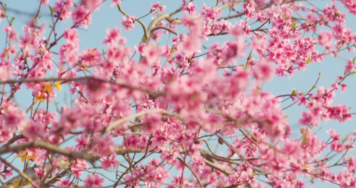 春天盛开桃花视频下载