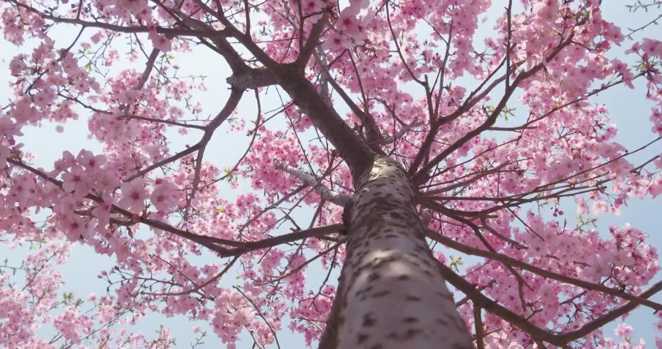 春天盛开的樱花视频下载