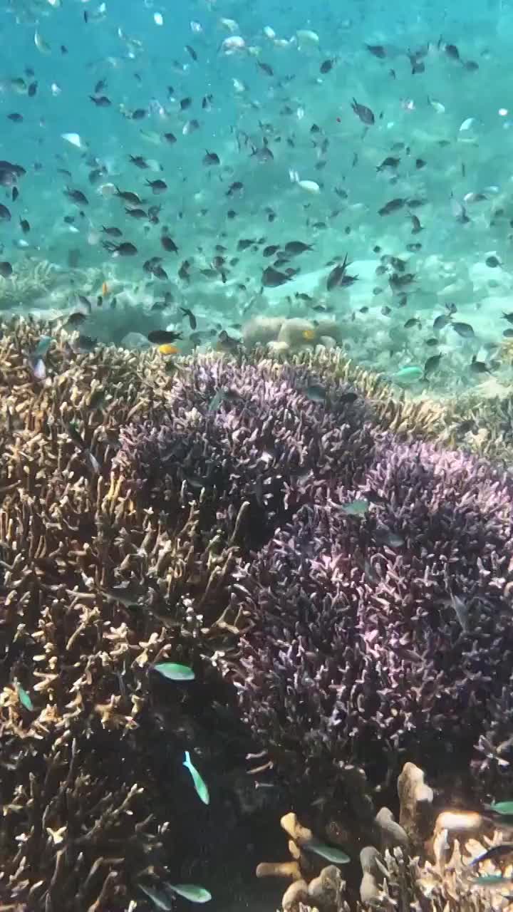 海底的珊瑚与鱼群，仙本那的海底，水下摄影视频素材