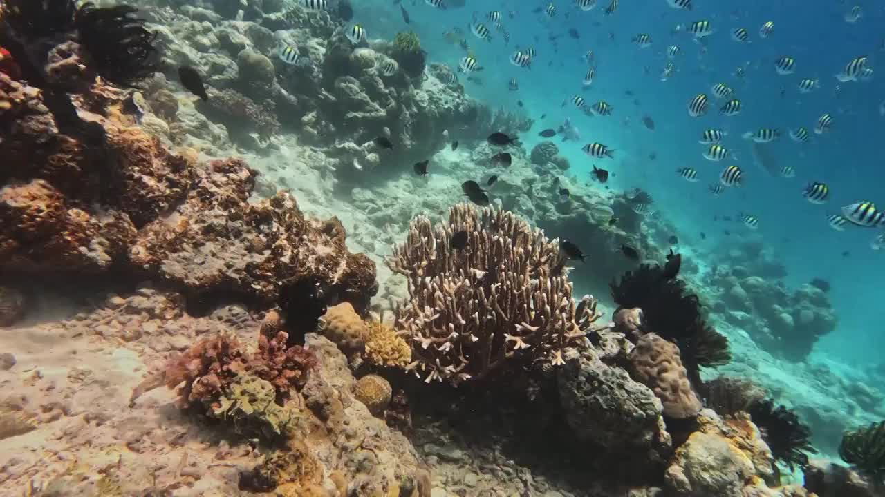 海底的珊瑚与鱼群，仙本那的海底，水下摄影视频下载