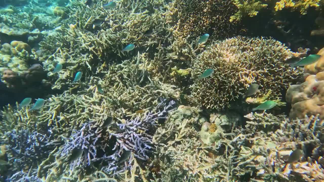海底的珊瑚与鱼群，仙本那的海底，水下摄影视频下载