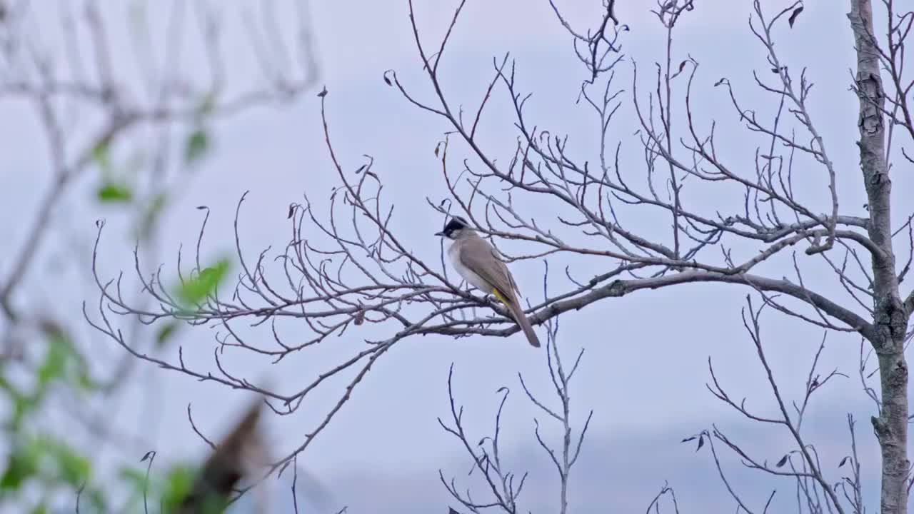 树枝上休息的鸟视频素材