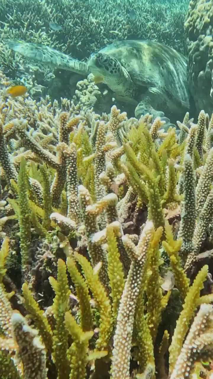 海龟，海底的珊瑚与海洋生命视频下载