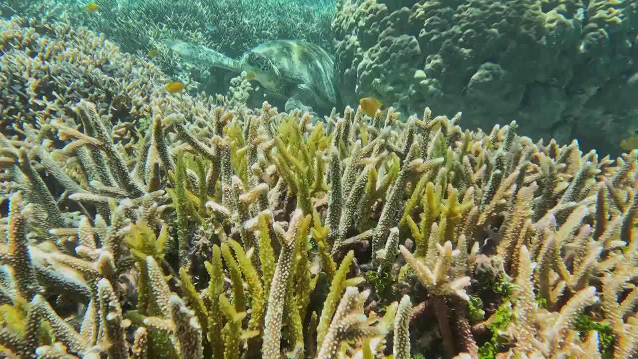 海龟，海底的珊瑚与海洋生命视频下载