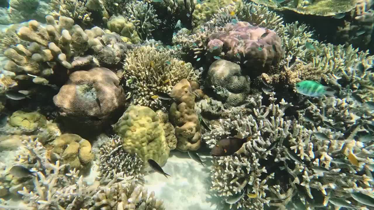 海底世界，清澈的水下，珊瑚与海洋中的生命视频素材
