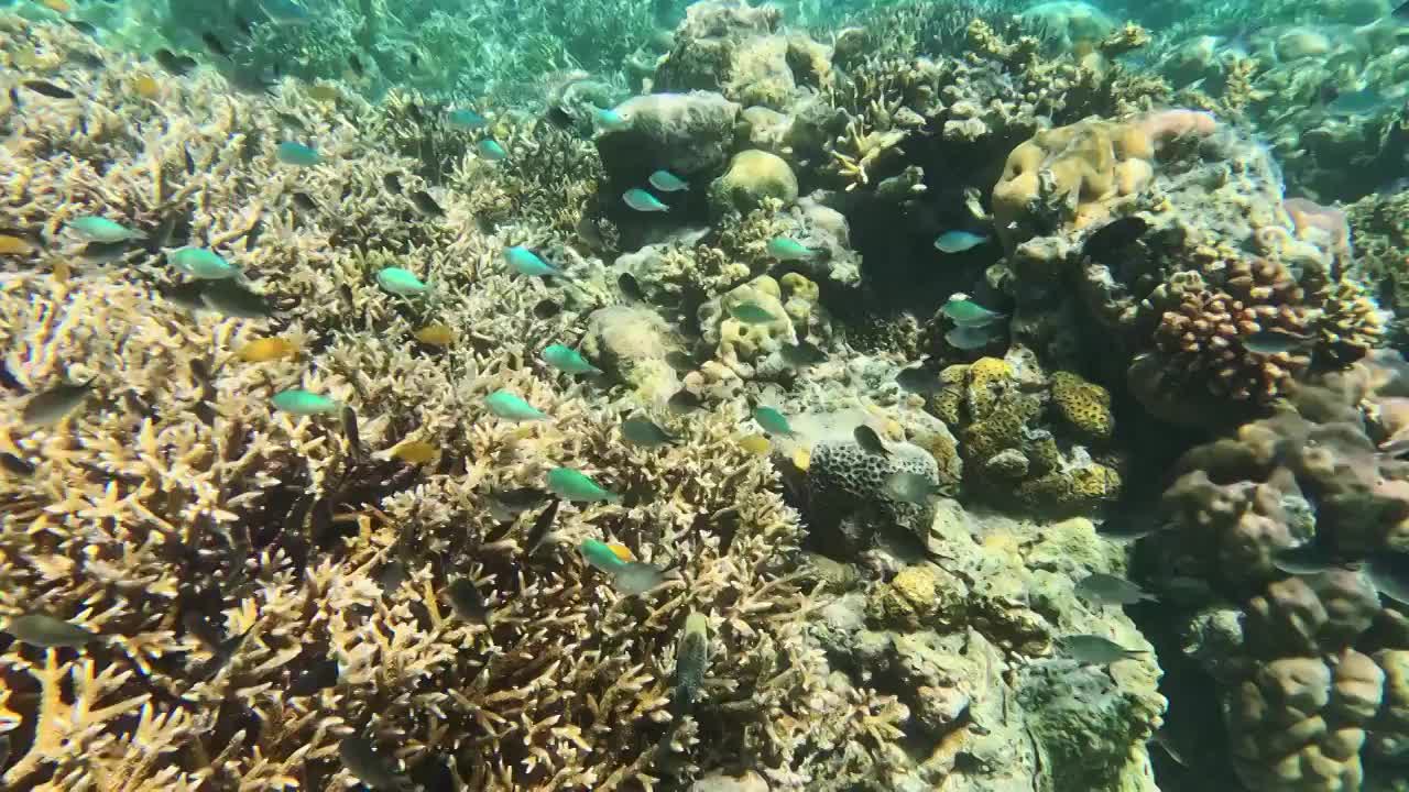 海底世界，清澈的水下，珊瑚与海洋中的生命视频下载