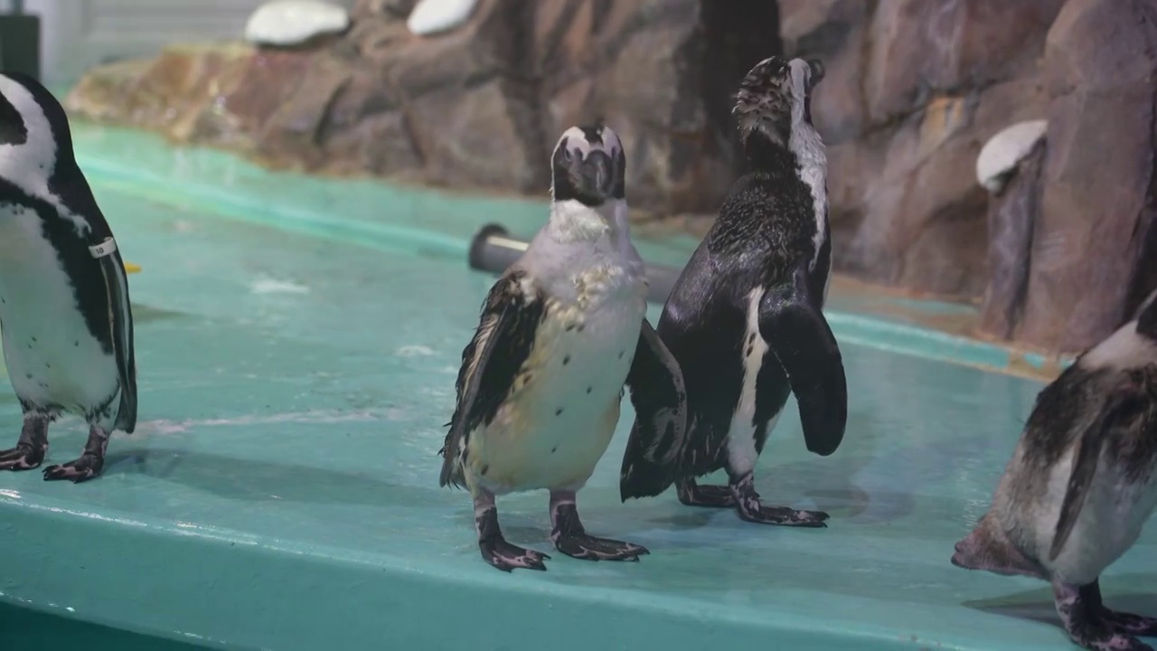 哈尔滨极地海洋馆大自然企鹅动物可爱萌宠视频下载