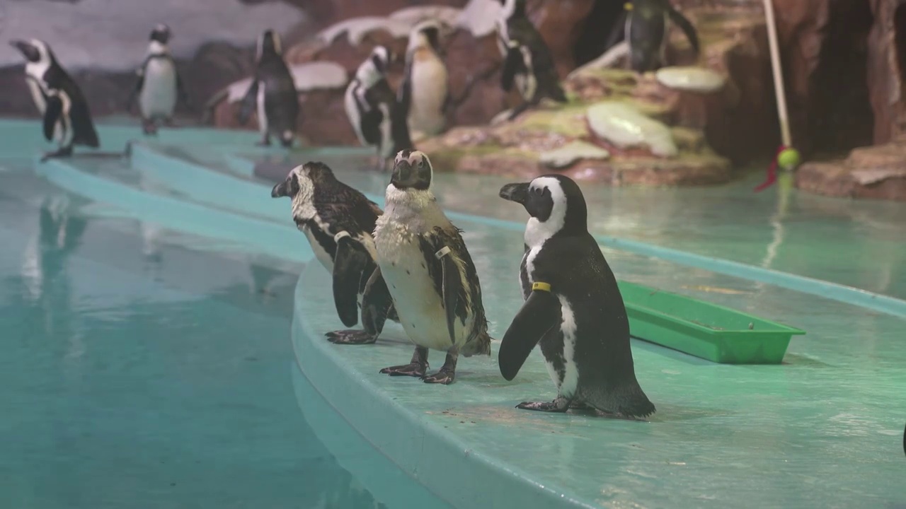 哈尔滨极地海洋馆大自然企鹅动物可爱萌宠视频下载