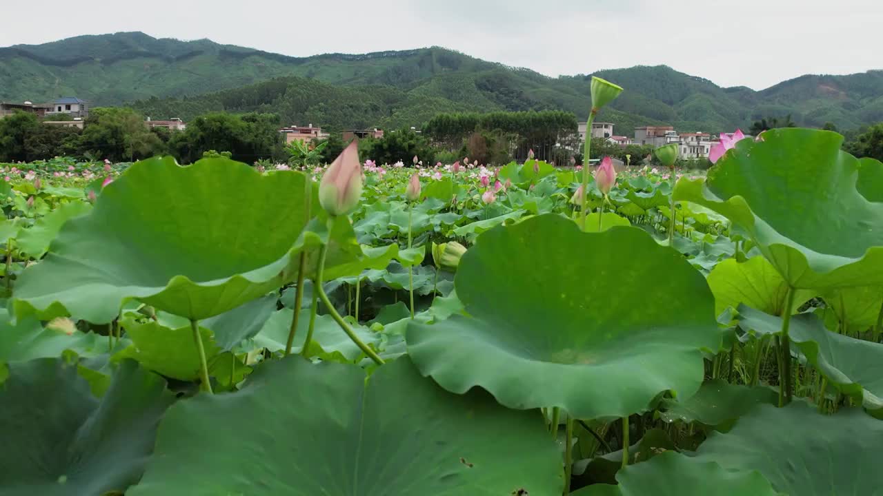 4K池塘绽放的荷花荷叶绿色花朵实拍视频视频素材