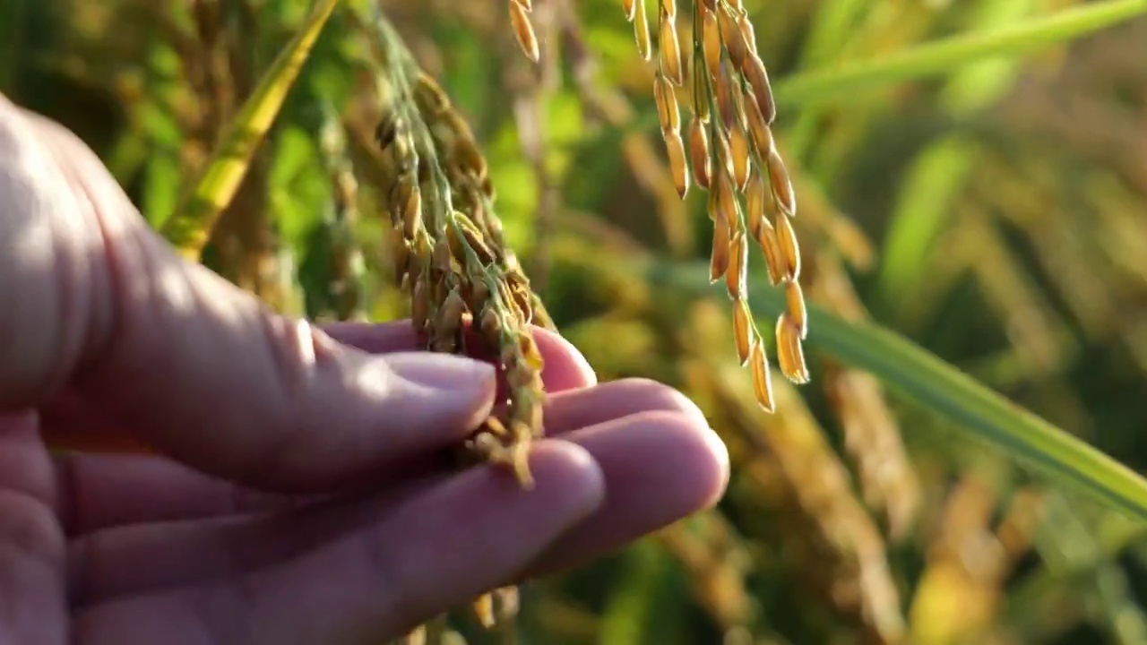金色稻穗水稻成熟用手抚摸视频下载